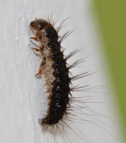 Dermestes sp.
